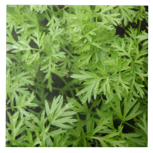 Carrot Tops Tile (Front)