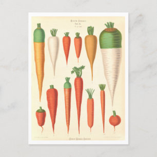 Carrots Botanical Illustration from Seed Catalogue Postcard