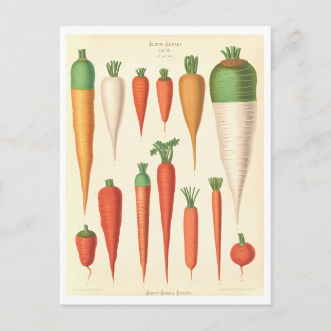 Carrots Botanical Illustration from Seed Catalogue Postcard (Front)