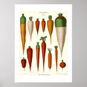 Carrots Poster