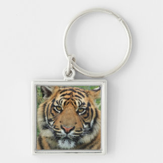 carry key tiger keychain