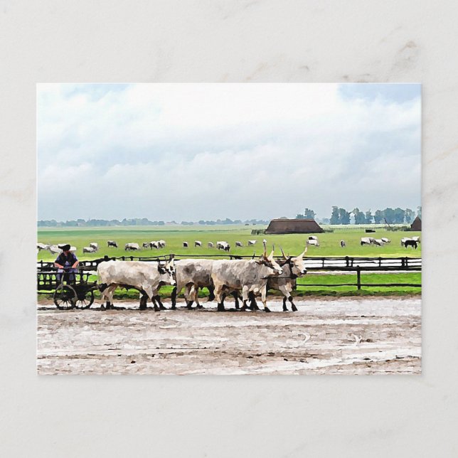 Cart drawn by Hungarian Grey Cattles Postcard (Front)