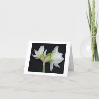 Carte 100_1530 amaryllis 2007