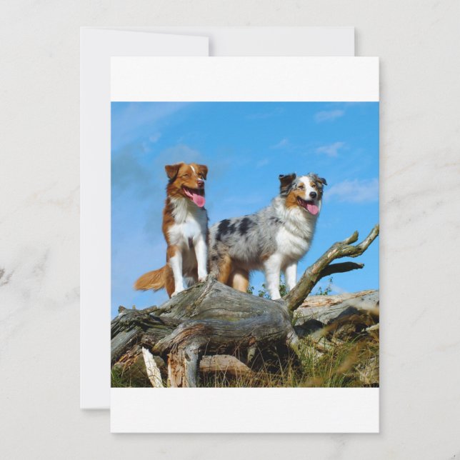 Carte 2 bergers australiens (Devant)