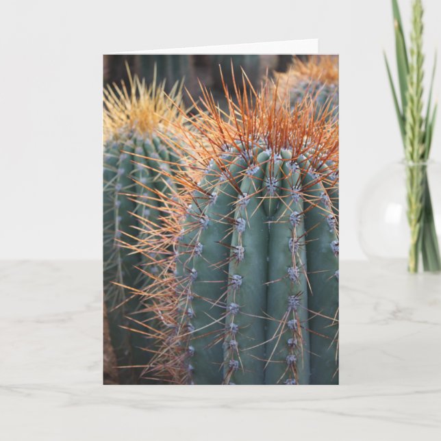 Carte 2 de Ferocactus (Devant)