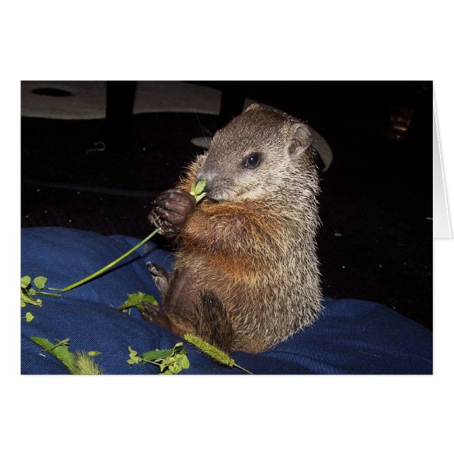 Carte 2 de Groundhog de bébé (Devant Horizontal)