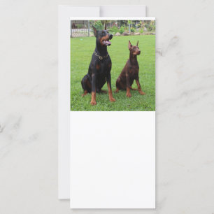 Carte 2 dobies