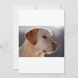 Carte 3 Labrador_Retriever