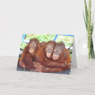 Carte 3 n'est pas une foule - Orangutan Babies