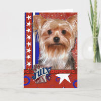 4 juillet Firecracker - Yorkshire Terrier