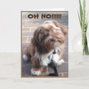 Carte **70e ANNIVERSAIRE** OH NON DIT PUPPY