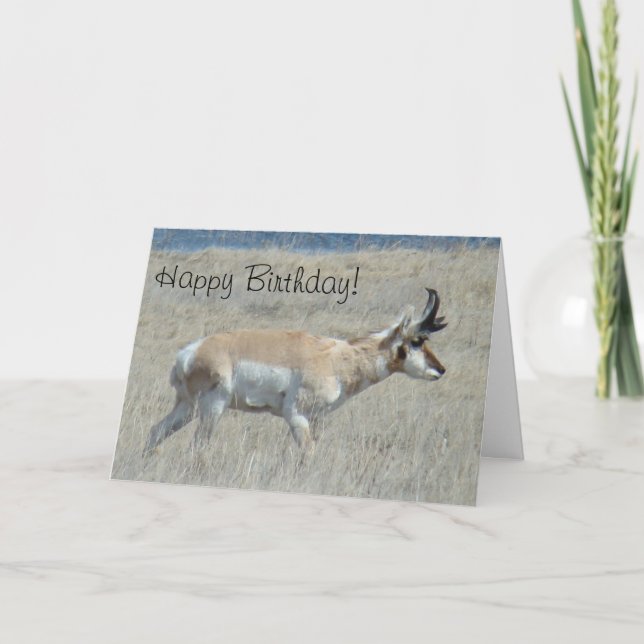 Carte A25 Pronghorn Antelope Young Buck (Devant)