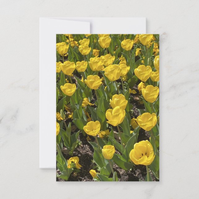 Carte à blanc plat - Belle Tulips Bowral (Devant)