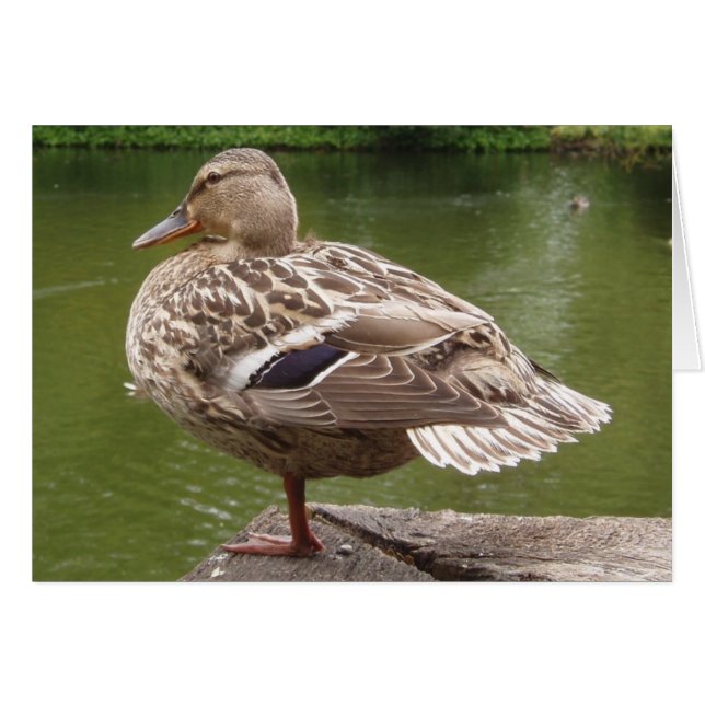 Carte à canard (Devant horizontal)