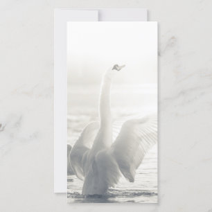 Carte à cygne blanche