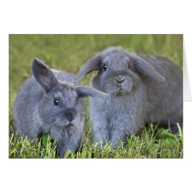 Carte à deux lapins (Devant horizontal)