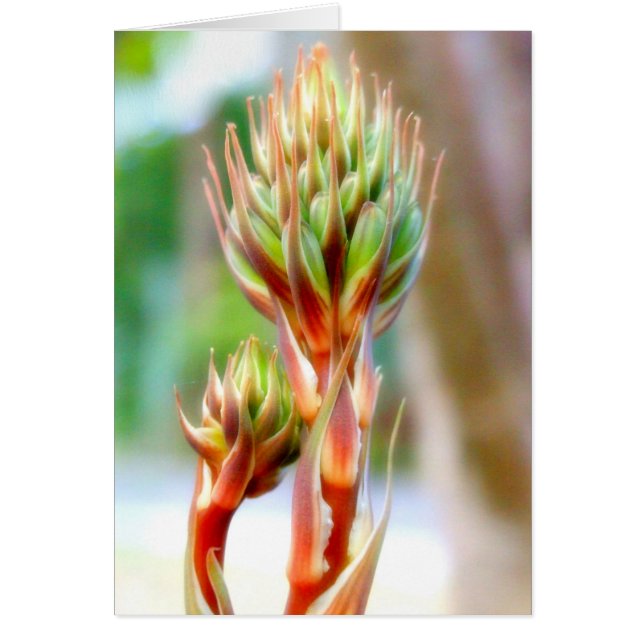 CARTE À FLEURS ALOE VERA (Devant)