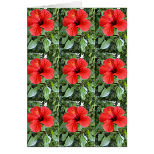 Carte à fleurs Hibiscus