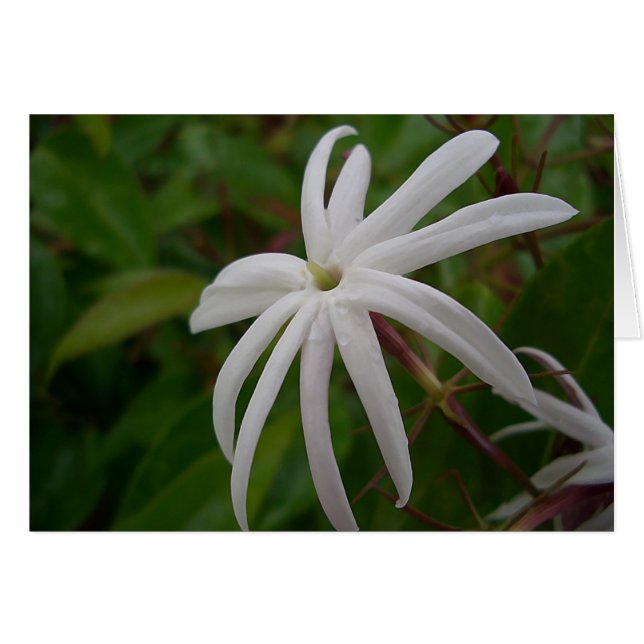 Carte à fleurs Jasmine (Devant Horizontal)