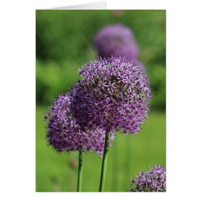 Carte à fleurs violettes Allium (Devant)