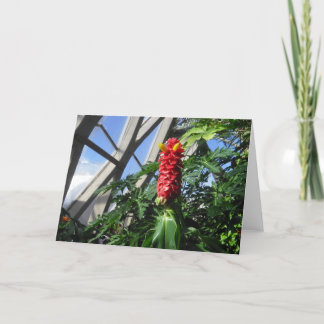 Carte à gingembre Costus Barbatus