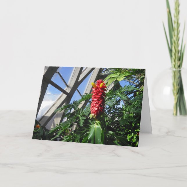 Carte à gingembre Costus Barbatus (Devant)