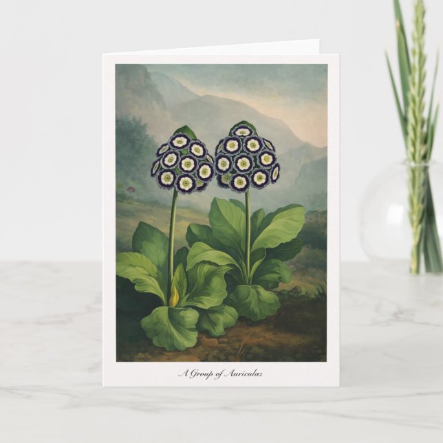 Carte A Group of Auriculas — Modern Botanical Reinterpre (Devant)