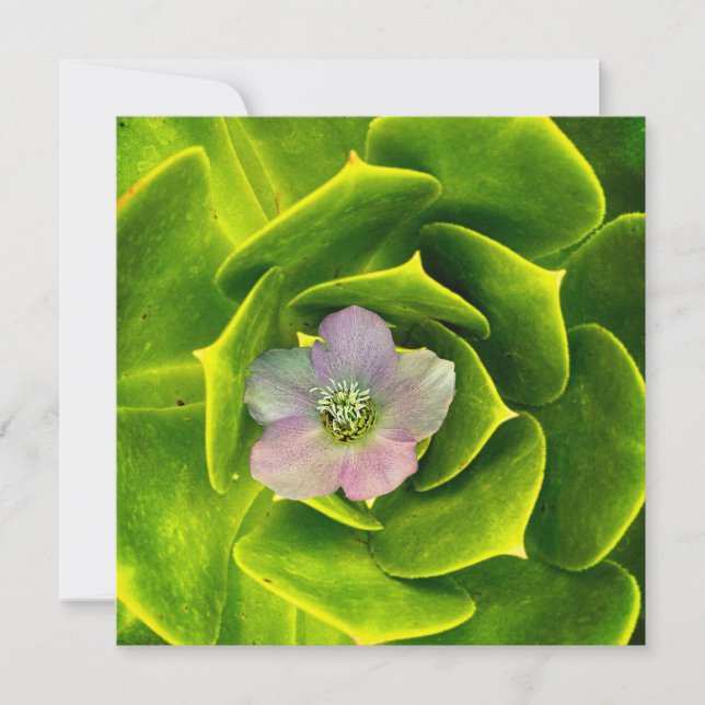 Carte A Hellebore,  a Lenten Rose (Devant)