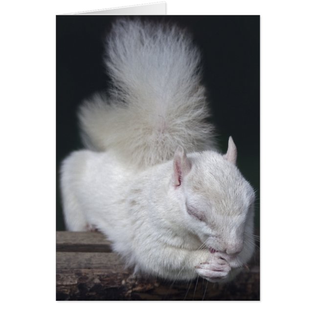 Carte à noix de prière (Devant)