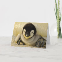 Carte à notes pliées BABY PENGUIN