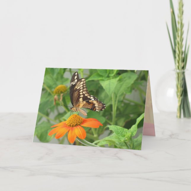 Carte à papillon Swallowtail géant (Devant)