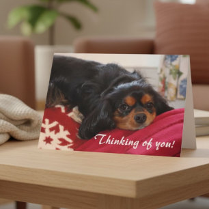 Carte À penser à vous Amateur de chiens Cavalier King Ch
