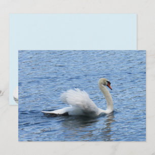 Carte à plat Gracity Swan Photo