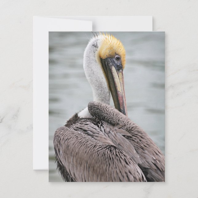 Carte à plat Pelican (Devant)