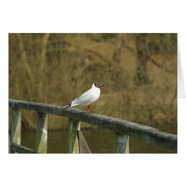 Carte A tern (Devant horizontal)
