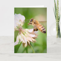 Abeille en vol sur du trèfle blanc