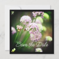 Abeille heureuse avec des fleurs d'Allium diagonal