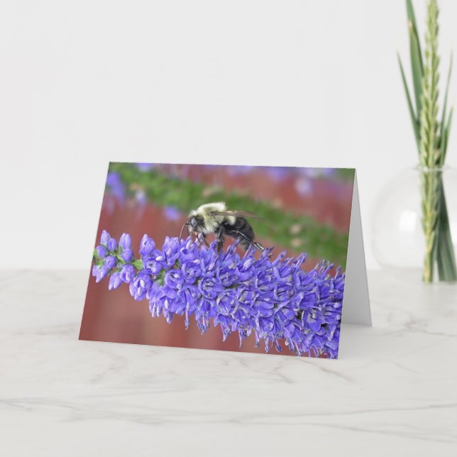 Carte Abeille hirsute (Devant)