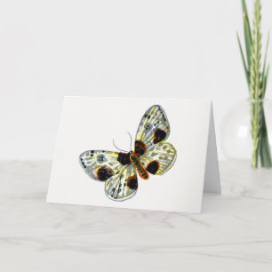 Carte Abraxas sylvata - La papillon de papillon