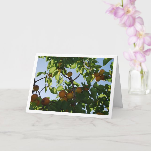Carte Abricot sur l'arbre (Orchidée)