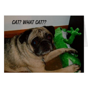 Carte absente de chat