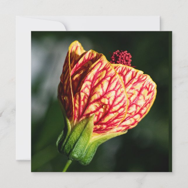 Carte Abutilon Biltmore Ballgown (Devant)