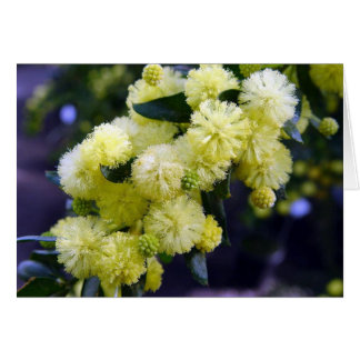 Carte Acacia - Mimosa