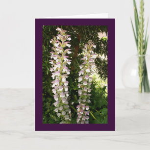 Carte Acanthus Blossoms