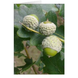 Carte Acorns