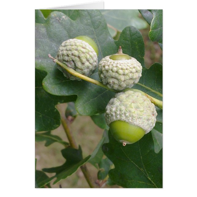 Carte Acorns (Devant)