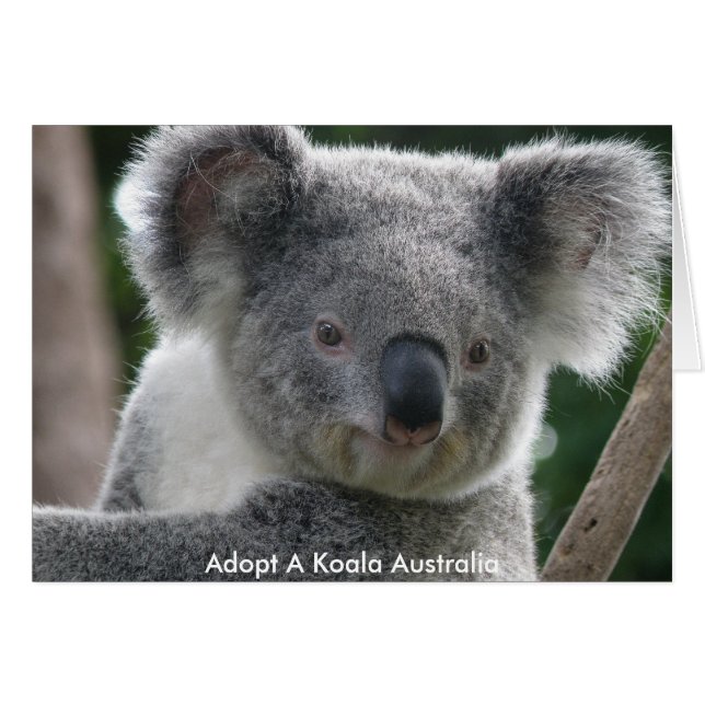 Carte Adopter Un Koala Australie (Devant horizontal)