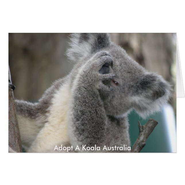Carte Adopter Une Paw Koala Australia (Devant horizontal)