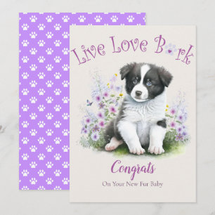 Carte Adoption de chien Border Collie, Jour J