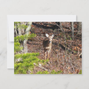 Carte Adorable Cerf dans les Bois Photographie de la nat